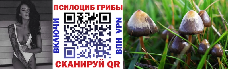 Псилоцибиновые грибы Psilocybine cubensis  Ливны 